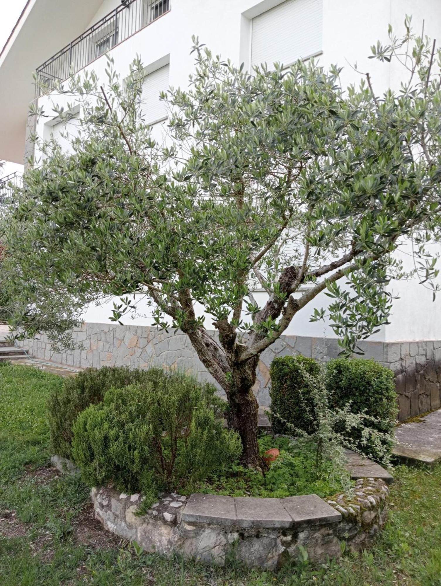 Apartamento-Casa Turistica L'Espigol Sant Llorenç de Morunys Exterior foto